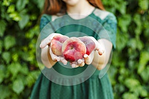 Isolated young woman holding some red plane peaches in her hands. Prunus persica platycarpa. Chinese, plane peach. Varieties: photo