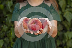 Isolated young woman holding some red plane peaches in her hands. Prunus persica platycarpa. Chinese, plane peach. Varieties: photo