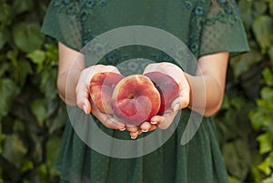  young woman holding some red plane peaches in her hands. Prunus persica platycarpa. Chinese, plane peach. Varieties: photo