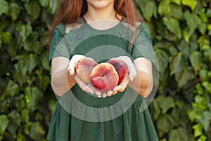  young woman holding some red plane peaches in her hands. Prunus persica platycarpa. Chinese, plane peach. Varieties: photo