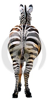 Isolated zebra