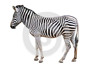 Isolated zebra