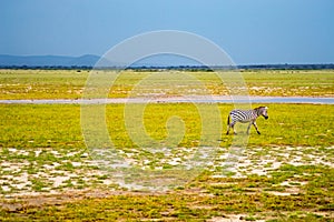 Isolated zebra gamboling in the savannah of Amboseli Park