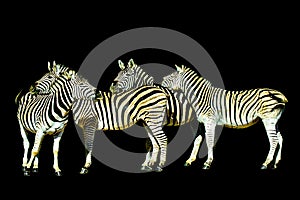 Isolated zebra group, South Africa, black background, symbolic, figurative, relaxing, fun, pause