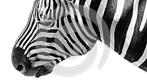 Isolated zebra head