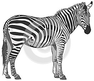 Isolated Zebra Illustration