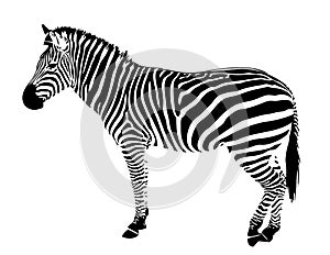 Isolated zebra silhouette vector black stripes