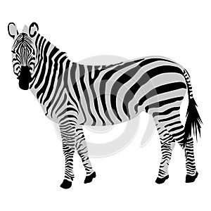 Isolated zebra sketch