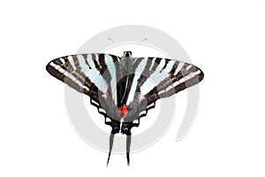 Isolated Zebra Swallowtail