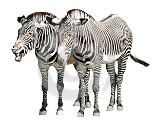 Isolated zebras of Grevy