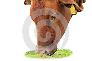 Isolated zebu grazing