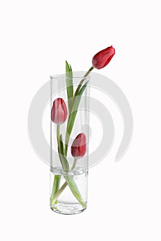 Isolatedred tulip flowers in a vase on white background