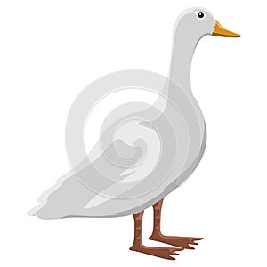 Isolatesd cute duck