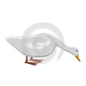 Isolatesd cute duck
