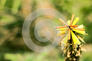 Isolating beautiful yellow flower in the garden