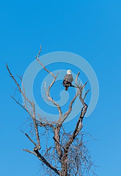 Isolation of bald eagle against blue sky