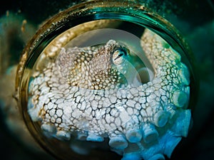 Isolation Octopus. Coconut Octopus. Amphioctopus marginatus