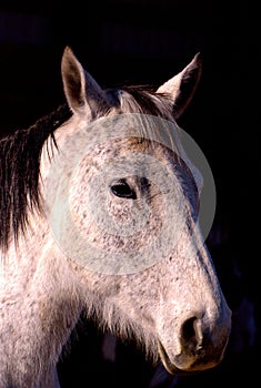 Isolation Portrait of a gray Thoroughbred Mare
