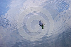 Isolation wandering off alone teal duck swimming in the lake with circle ring pond effect and reflection of clear blue sky in the