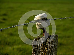 Isolator, detail from an old electric fence around a meadow