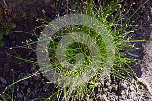 Isolepis cernua, Scirpus cernuus. Fiber Optic Grass,