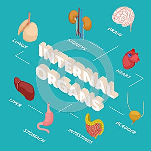 Isometric anatomy concept. Human internal organs vector illustration. 3d brain heart stomach lungs kidneys