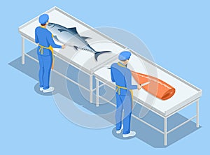 Isometric fish industry seafood production, sorting fish concept. Presale preparation.