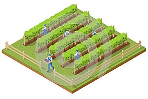 Isometric grape harvest, farmers harvesting grapes. Vineyard In Fall Harvest With Ripe Grapes. Oganic food and fine wine