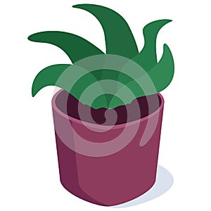 Isometric green home plant in a purple pot.