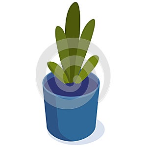 Isometric green home plant in a round blue pot.
