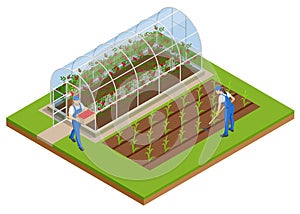 Isometric Greenhouse isolated on white. Growing seedlings in glasshouse. Plants crop in greenhouse