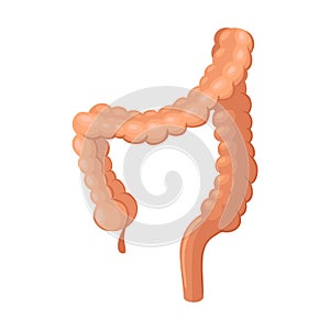 Human Organs Bowel Composition