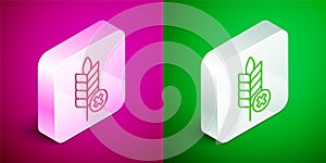 Isometric line Gluten free grain icon isolated on pink and green background. No wheat sign. Food intolerance symbols