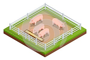 Isometric pink growing piglets grazing on rural pig farm. Pig farm. Farm Animals collection isolated on white.