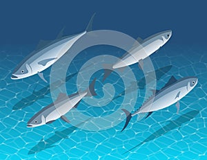 Isometric sea fish in water front and back view. Underwater schooling fish swimming in blue water