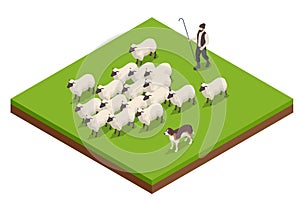 Isometric sheeps in a meadow on green grass. Sheep on a farm. Flock of sheep with shepherd and dog