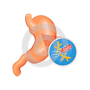 Isometric Stomach Bacteria Composition