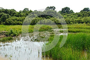 Isonzo Wetland Nature Reserve 7