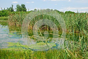 Isonzo Wetland Nature Reserve 9