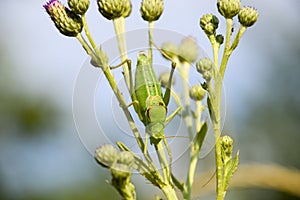 Isophya on the stems of the tubercle. Wingless grasshopper Isoph