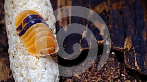 Isopod - Cubaris amber ducky, On the bark in the deep forest