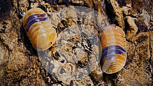 Isopod - Cubaris amber ducky, On the bark in the deep forest