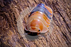 Isopod - Cubaris amber ducky, On the bark in the deep forest