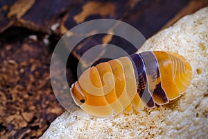 Isopod - Cubaris amber ducky, On the bark in the deep forest