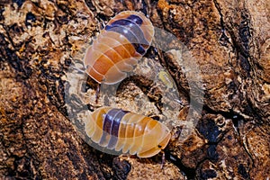 Isopod - Cubaris amber ducky, On the bark in the deep forest