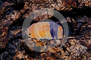 Isopod - Cubaris amber ducky, On the bark in the deep forest