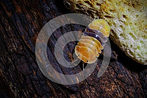 Isopod - Cubaris amber ducky, On the bark in the deep forest