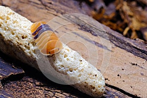 Isopod - Cubaris amber ducky, On the bark in the deep forest