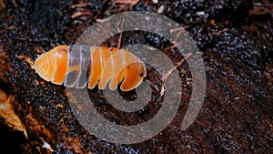 Isopod - Cubaris amber ducky, On the bark in the deep forest