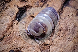 Isopod - Cubaris panda king, On the bark in the deep forest